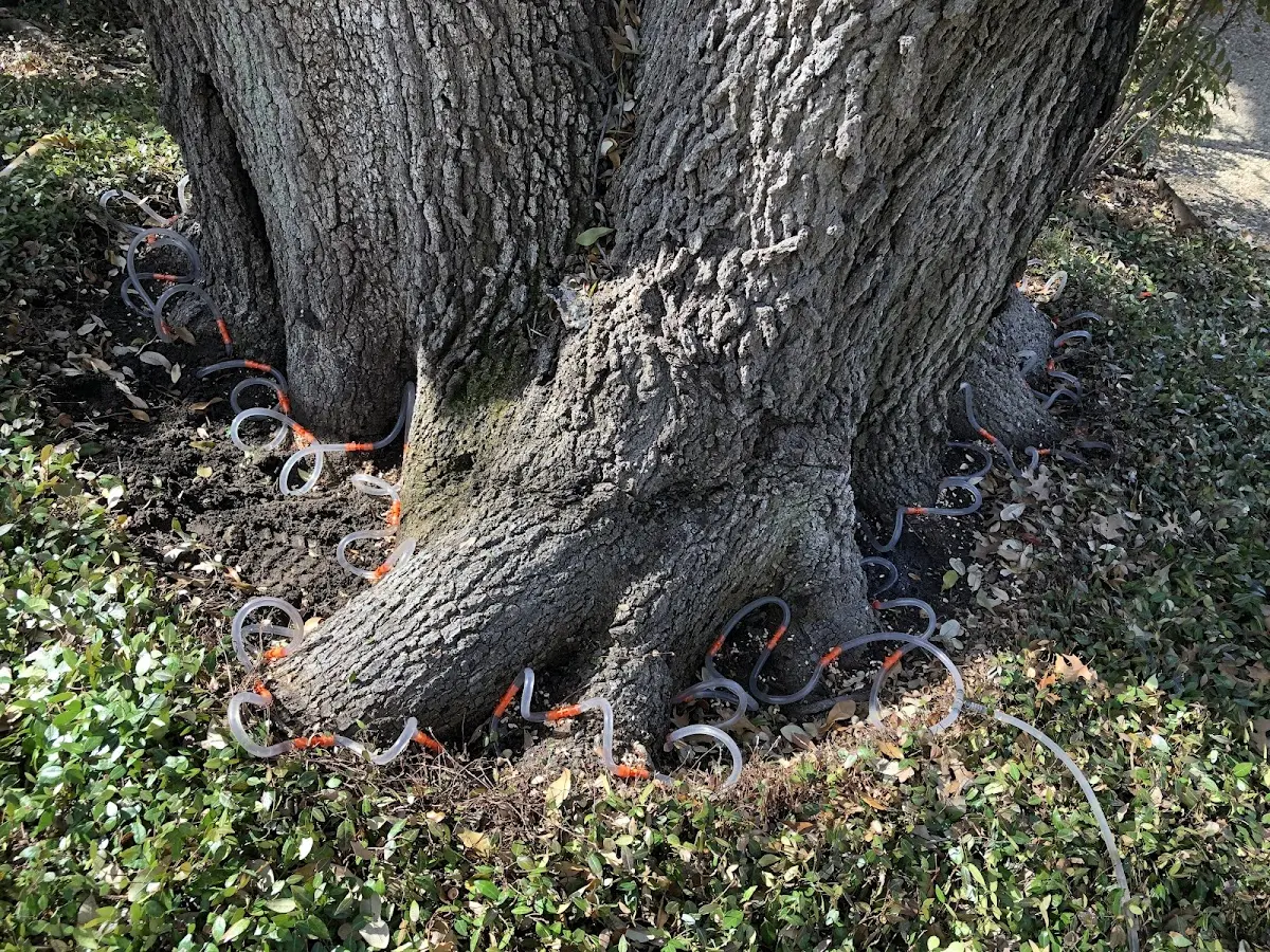 Detailed Tree Cabling and Bracing job site in Griffin