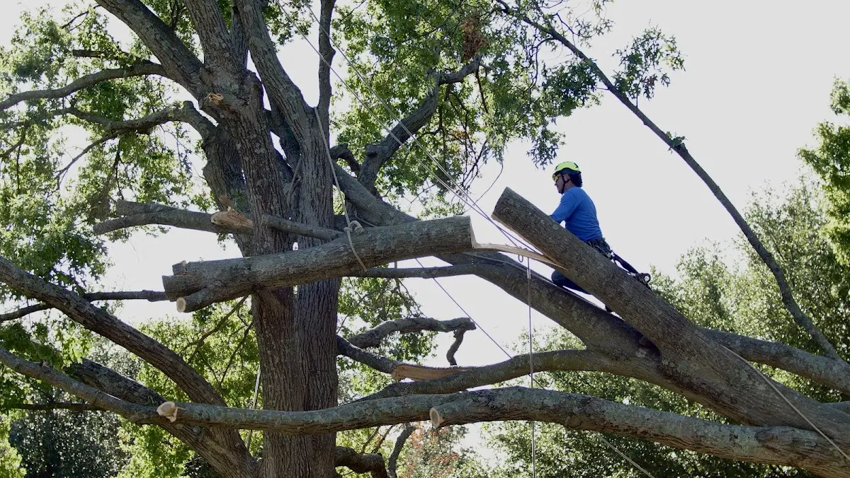 Professional Crown Thinning performed by certified arborists in Griffin
