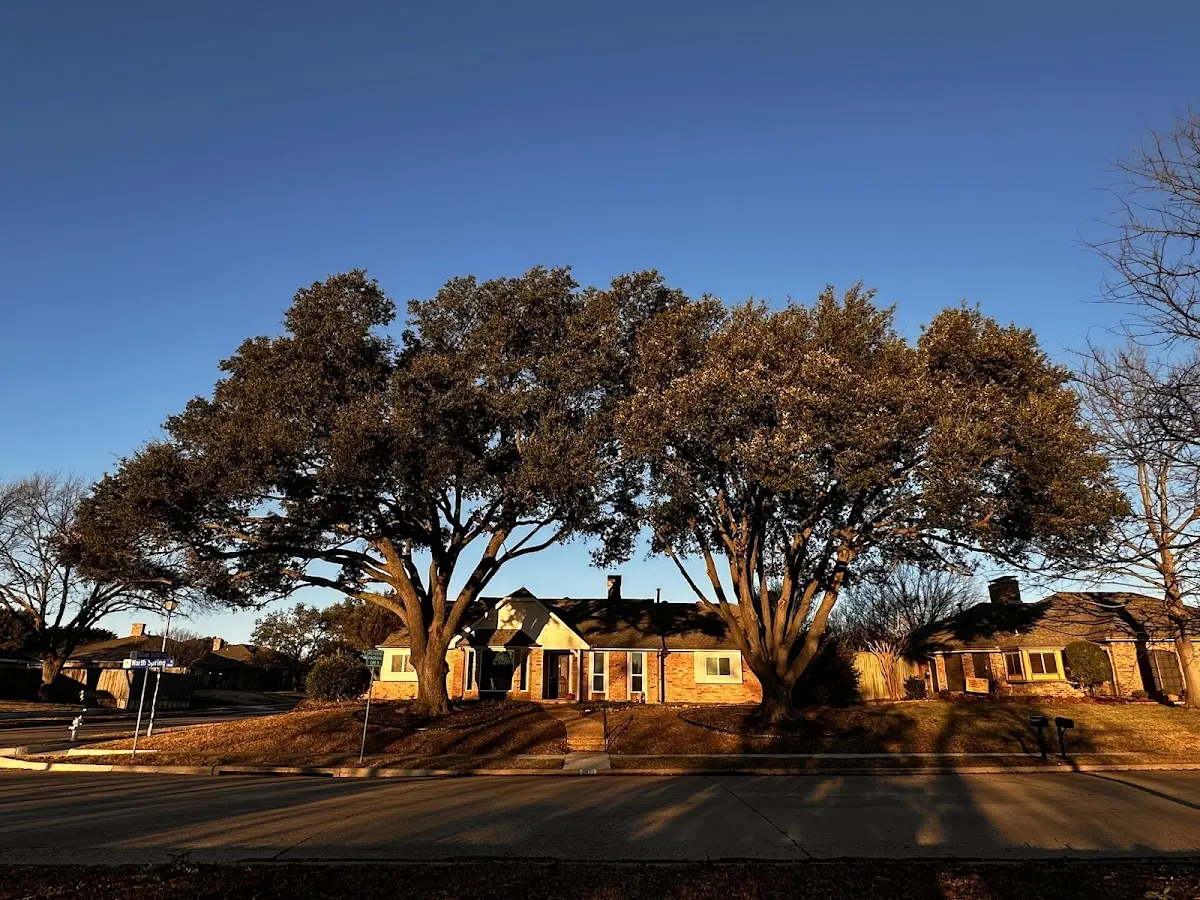 Established residential canopy tree shading a home in Griffin